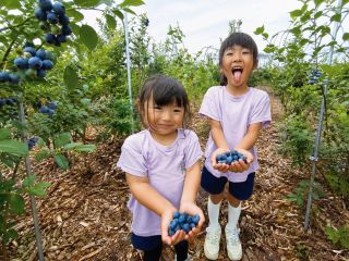 ブルーベリーが楽しく食べられます。