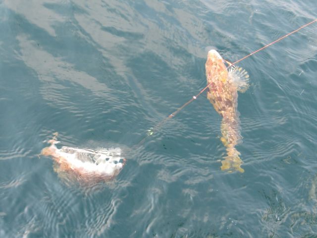 アイナメ ビフォー