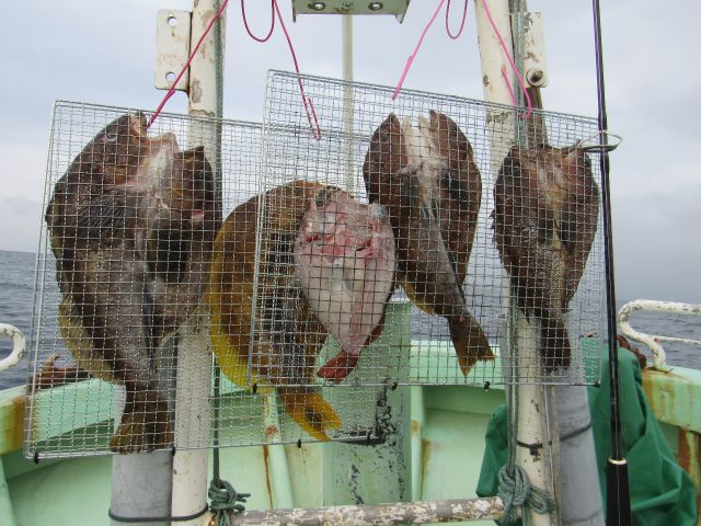 アイナメ アフター