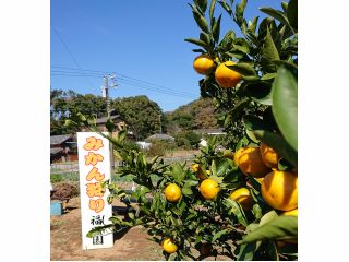 みかんもぎ取り食べ放題をお楽しみください!