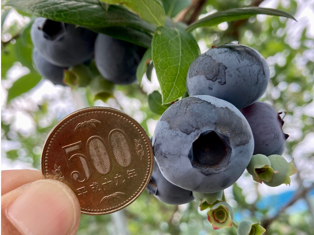 �T�O�O�~�T�C�Y���������肵�܂�