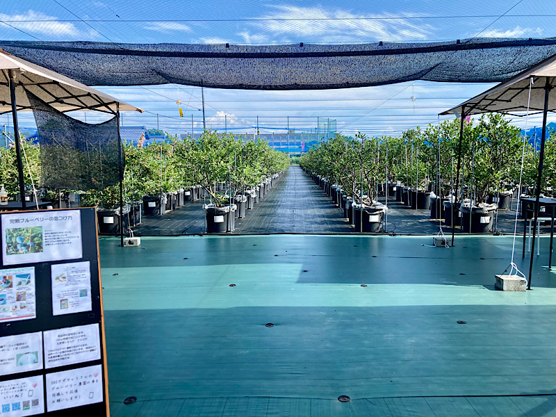 �_���̗l�q