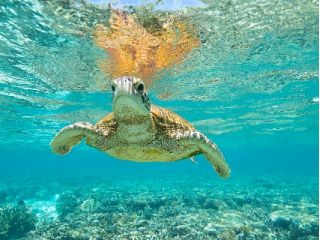 ウミガメに会えるかも!?