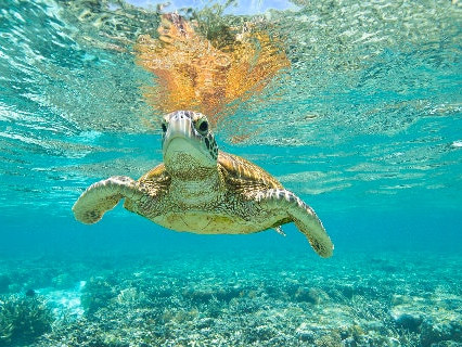 �E�~�K���ɉ�邩���I�H