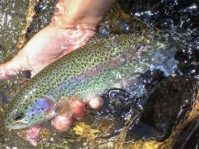 �ڂ̑O�̐����Ńj�W�}�X�̂��ݎ��̌����܂��񂩁H�����ł��񂾃j�W�}�X�����A���̂܂�BBQ�ŉ��Ă��Ɂ�ō����ґ�ȃA�E�g�h�A�̌��ł��I