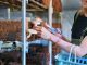 自社農園にて、BBQ前にしいたけ狩りはいかがですか? 採りたての肉厚しいたけはジューシーで格別!お問い合わせください♪