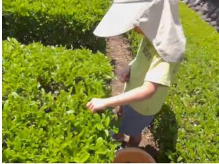開放的でさわやかな茶園で、みんなで楽しく♪一人で集中して♪
