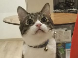 スタッフの しーちゃん