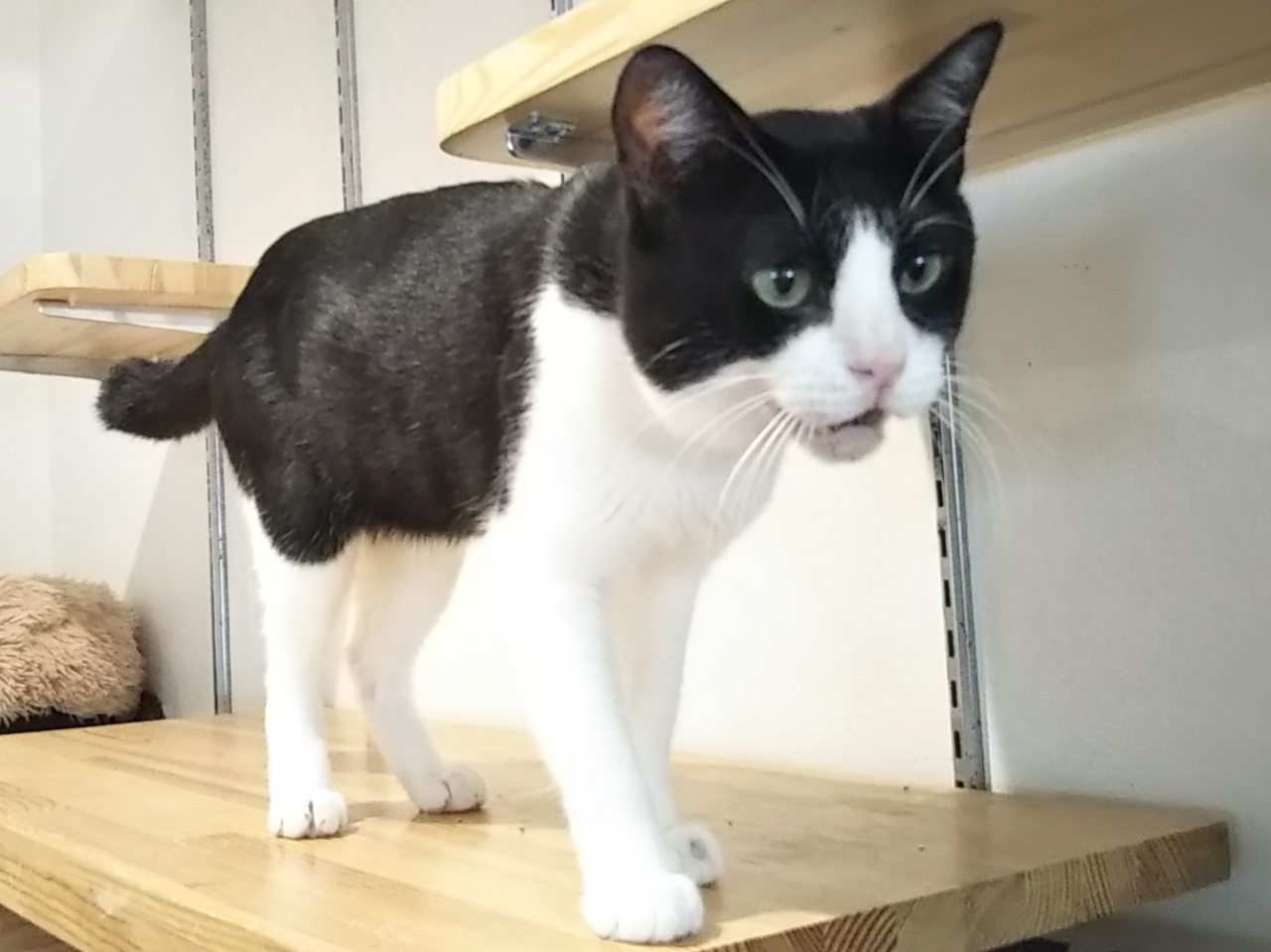 思う存分猫と触れ合う♪フリータイム(フリードリンク付き)