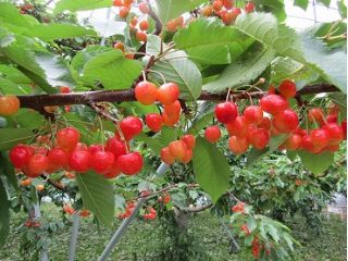 甘酸っぱくてみずみずしいサクランボ!
