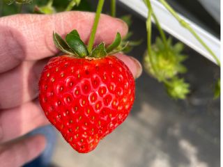 ハートの形が可愛い!あまりん