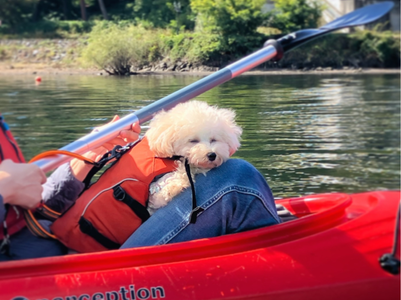 プカプカ気持ちよくてワンちゃんもスヤスヤ…