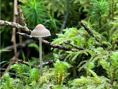 妖精の様な可愛いキノコ