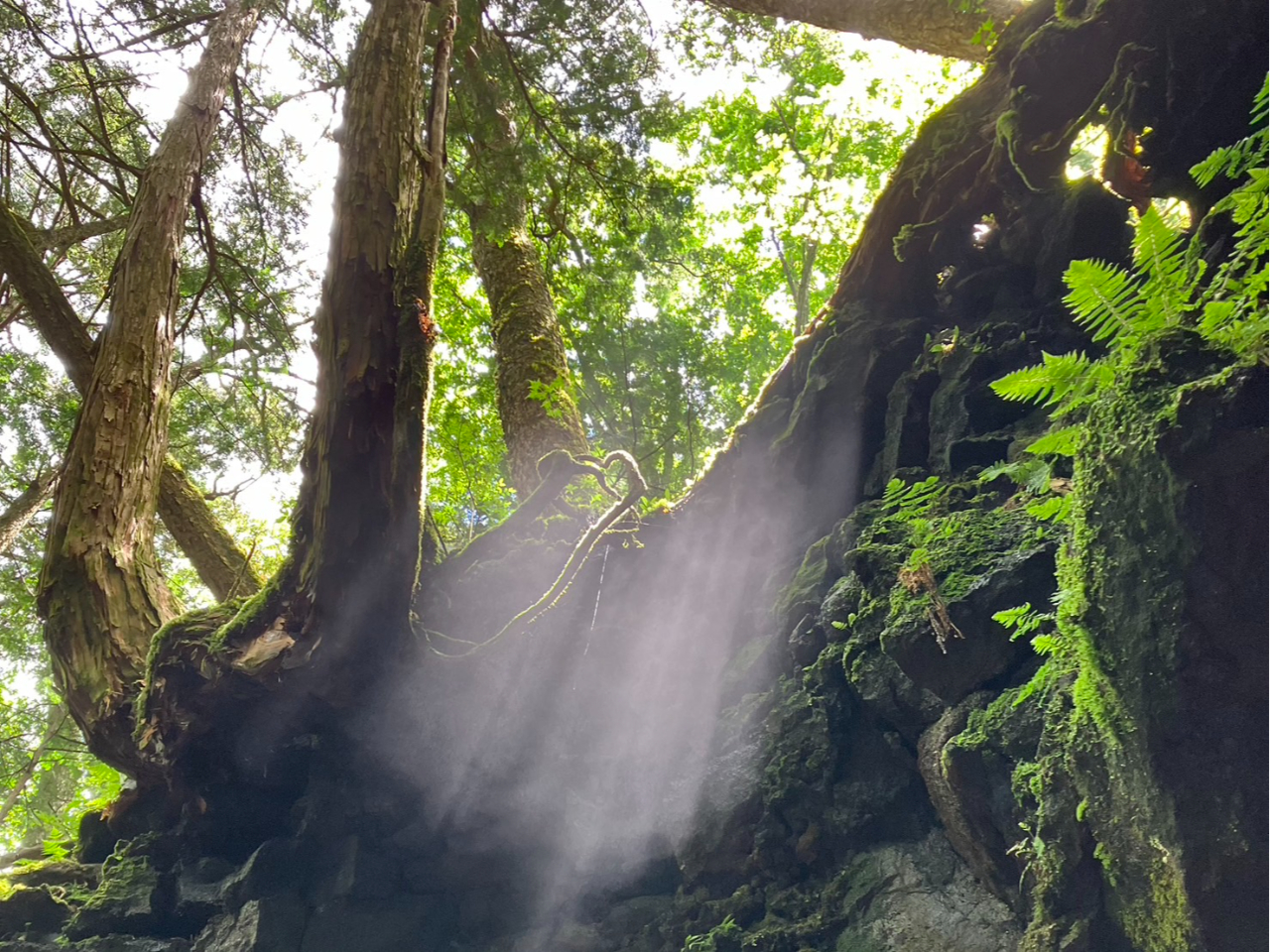 Cۏ󋵂ǂƓVg̒qy䊁z鎖cI