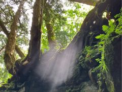 気象状況が良いと天使の梯子【光芒】が現れる事も…!