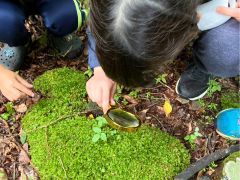 虫眼鏡を使って植物観察