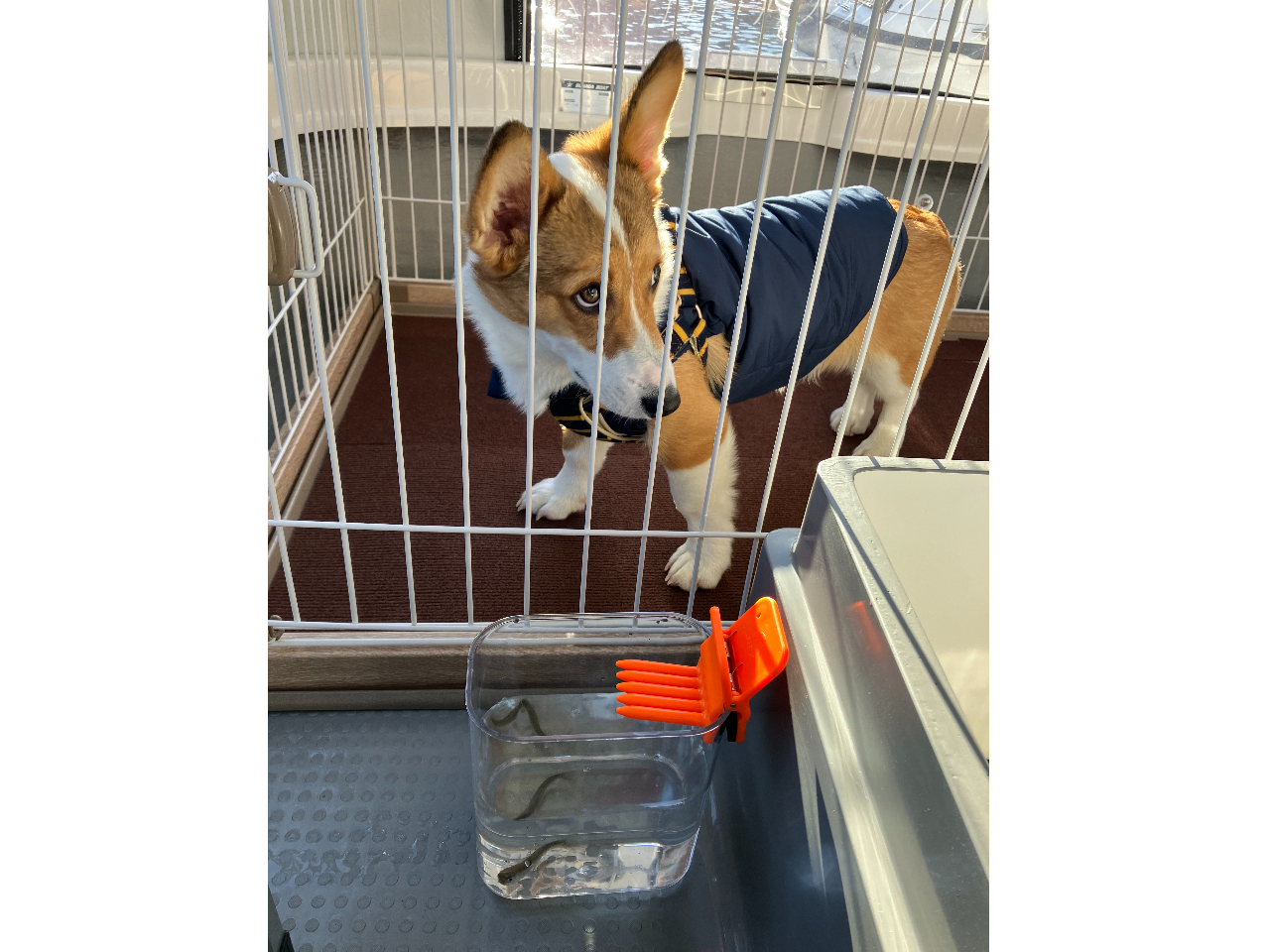 JTMƈꏏɒނĂ݂܂傤I