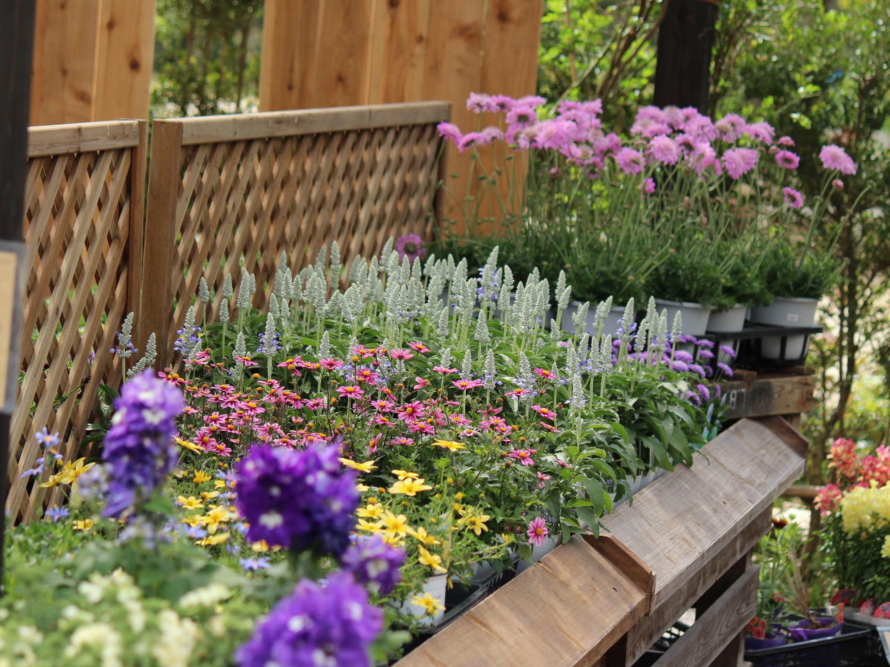 K[fjOVbvł́AG߂Ƃɓׂԕcߒ܂B