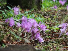 10月いっぱい楽しめるコルチカム