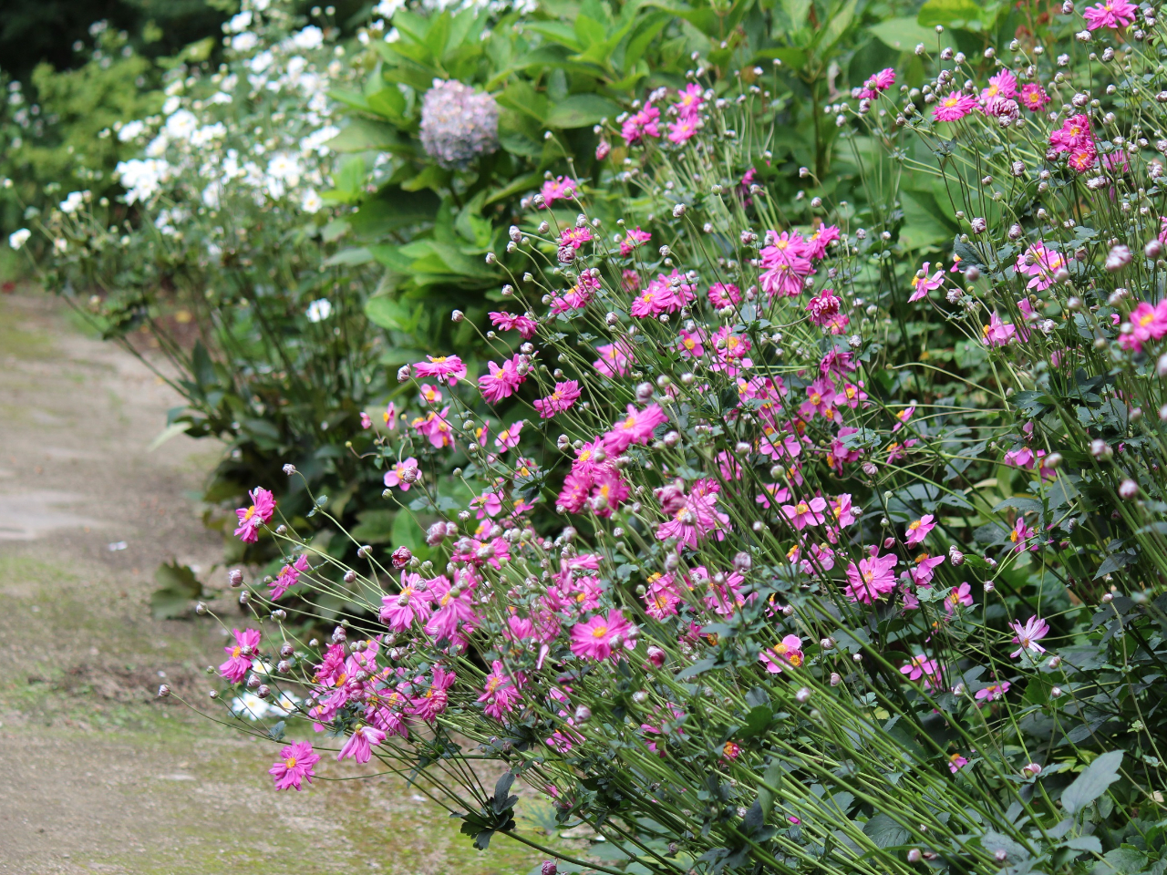 10月のガーデン内のシュウメイギク(ピンク)