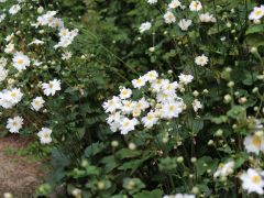 10月のガーデンを彩るシュウメイギク(白)