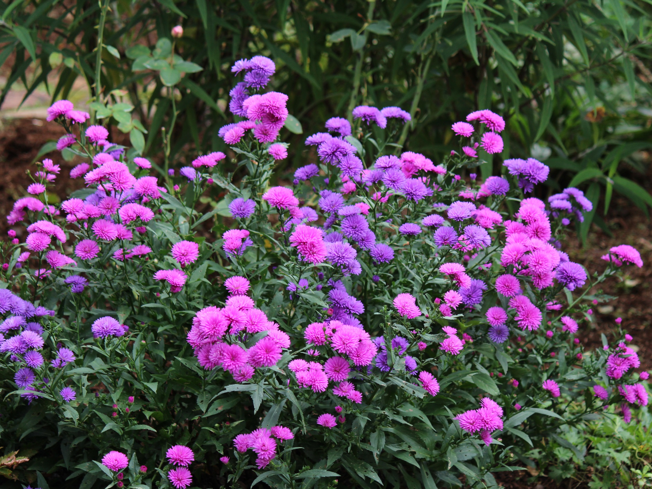 10月のガーデンに咲くアスター