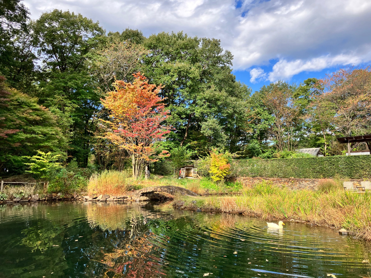 10{ȍ~珙XɐFÂn߂gt̗lq