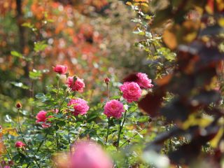 11月上旬、秋バラと秋の草花が織りなす景色が楽しめるガーデン