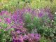 11月上旬のアメジストセージとアスター