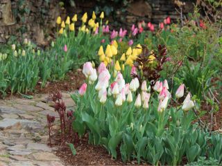 4月上旬頃のチューリップ