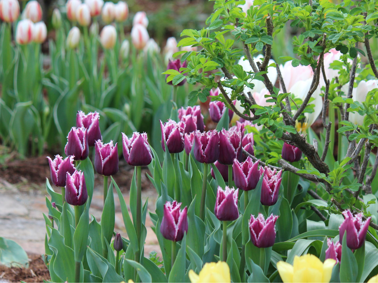 4�����{���̃`���[���b�v