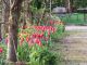 4月中旬頃のチューリップ
