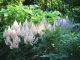 6月中旬頃の宿根草