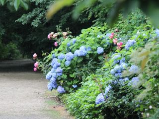 6月下旬頃のアジサイ