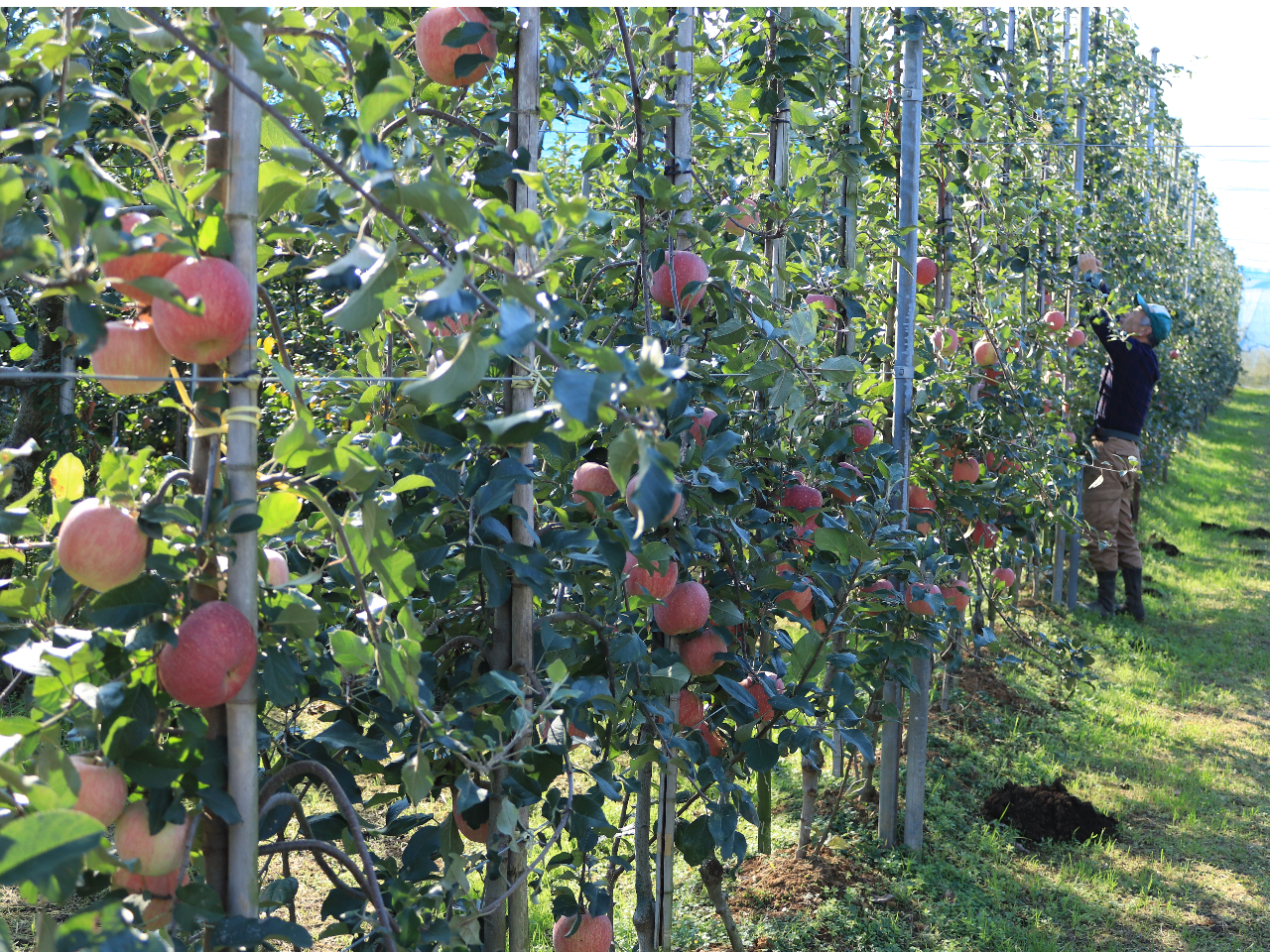 ̊Ԋu\Ȍ苷߂č͔|yA͔|@z̗lq