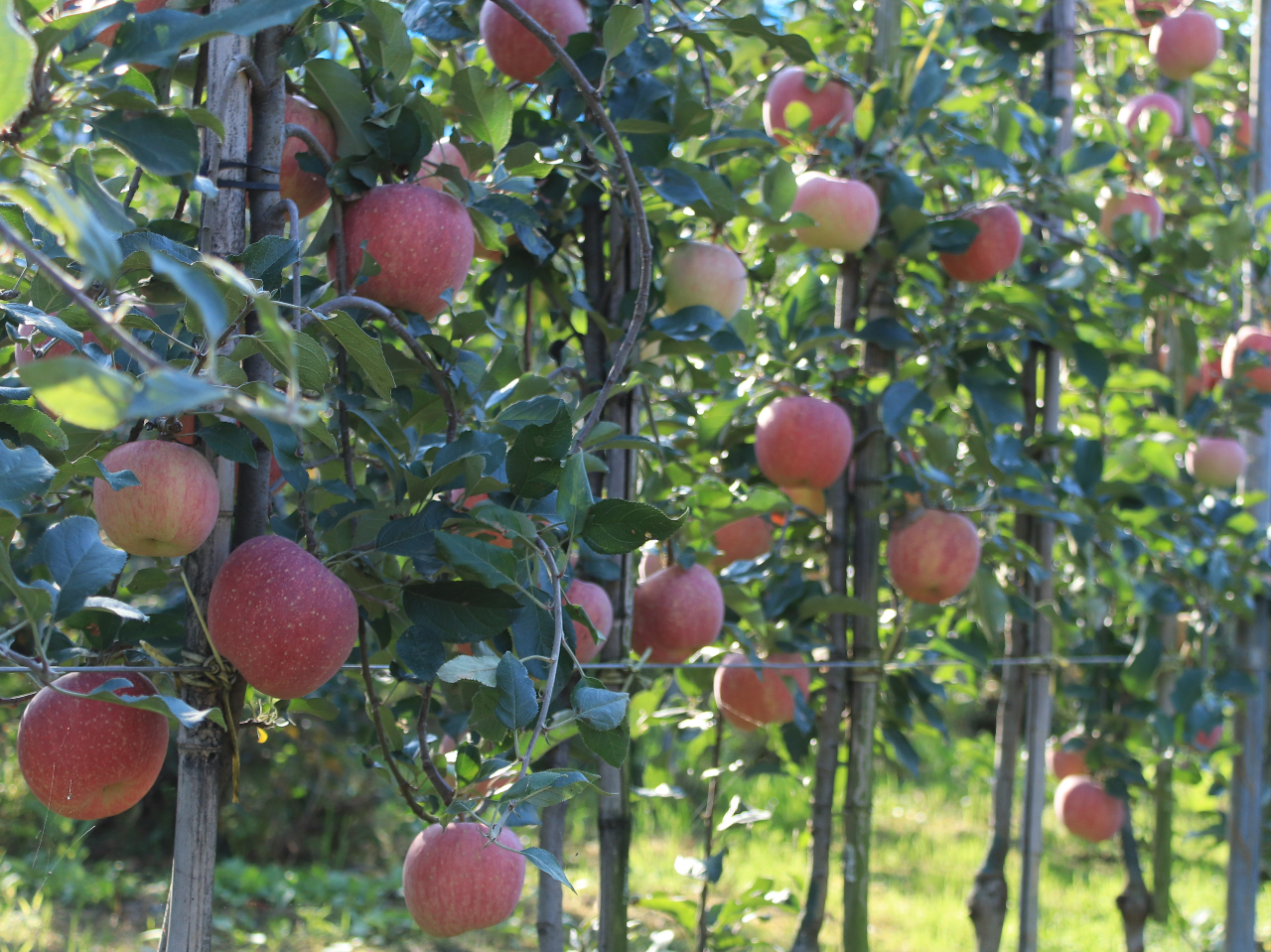 z̗z񗁂сA㊮nĂӂ񂲂łB