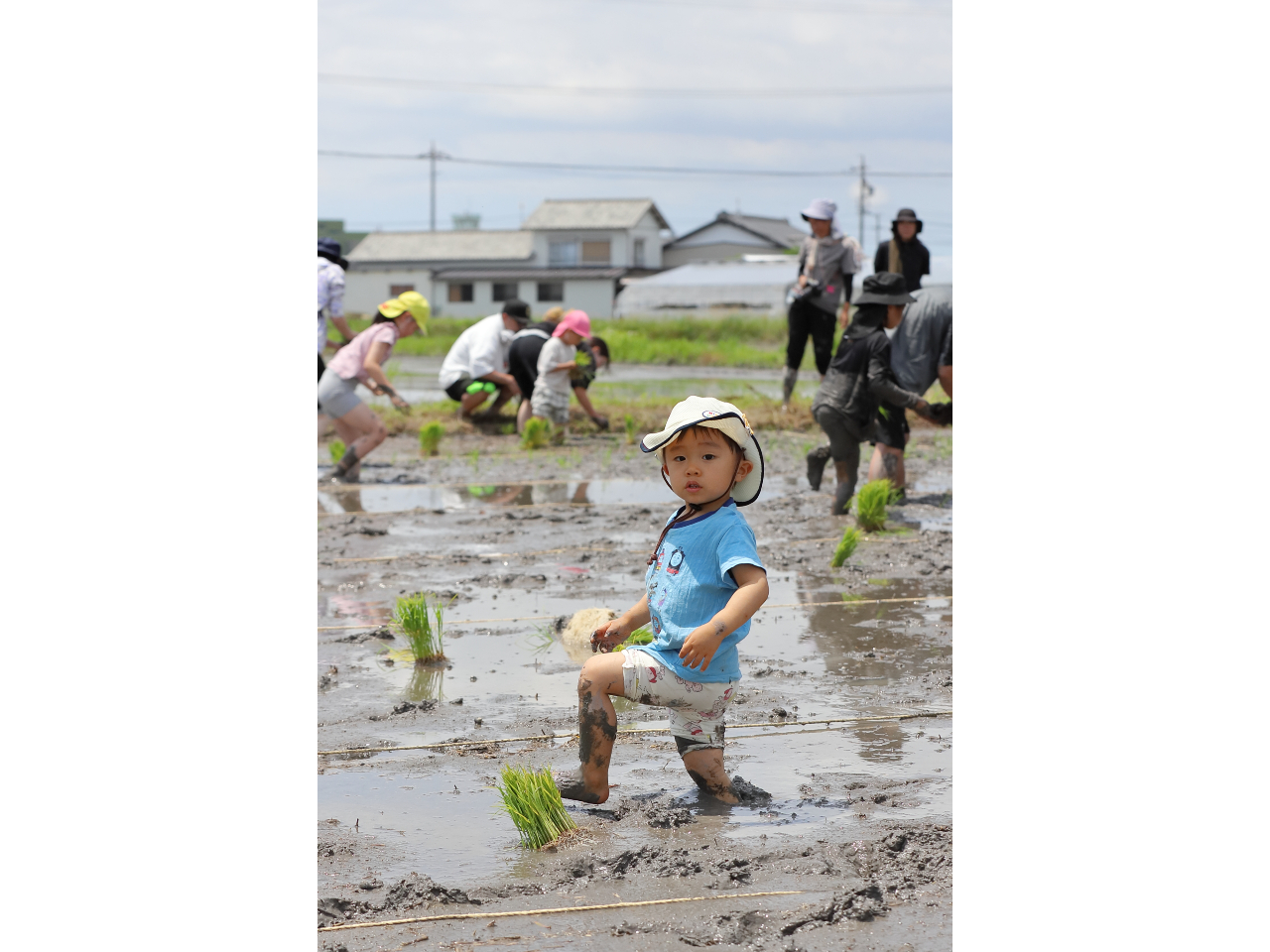 �D�����C�����ň�Ă閳�_���/���c�A���̌��������Ƃ��_��