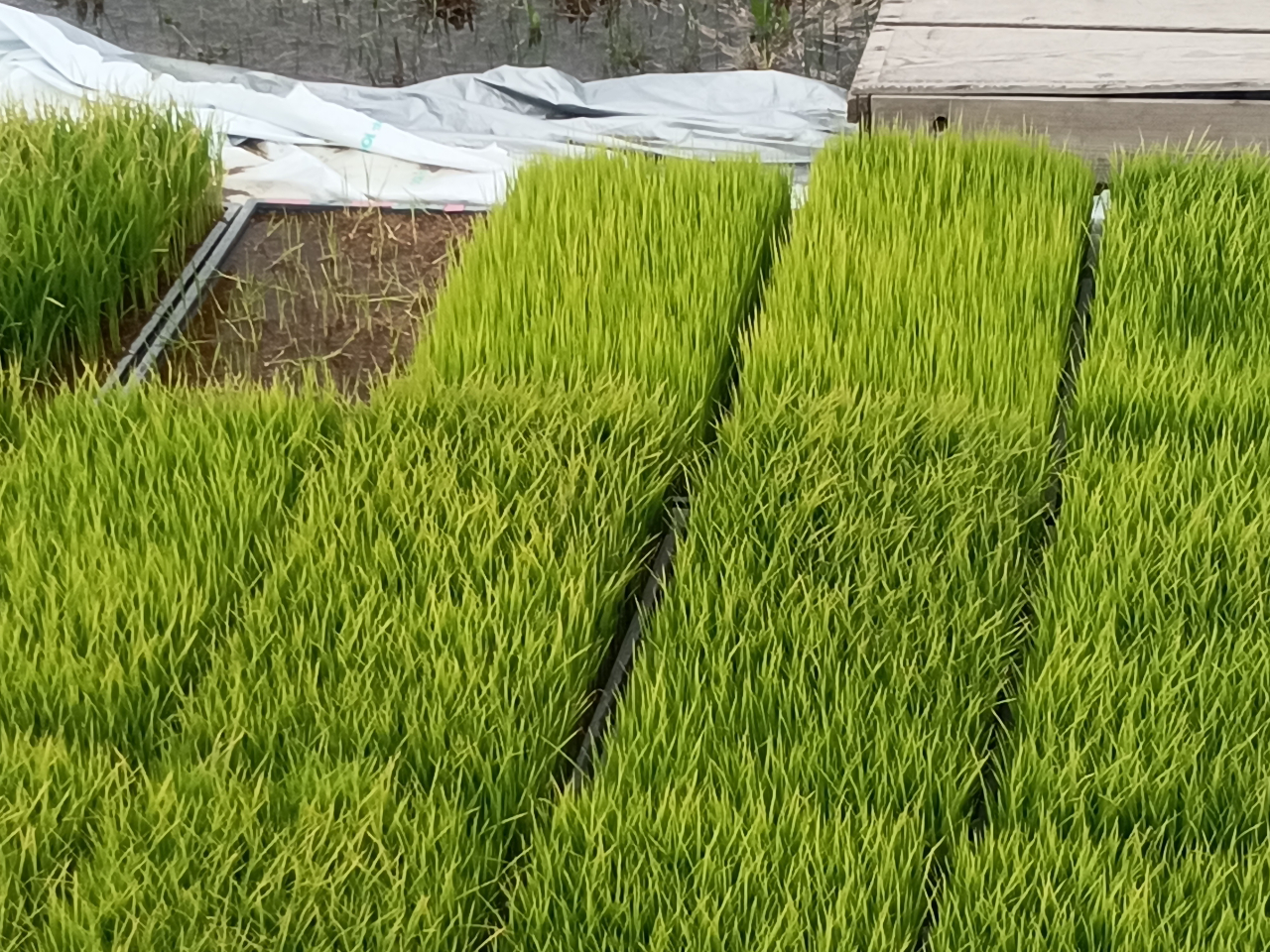 �D�����C�����ň�Ă閳�_���/���c�A���̌��������Ƃ��_��