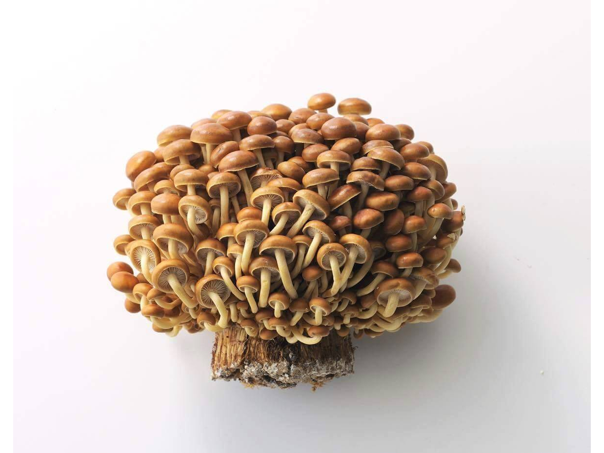 鹿児島・阿久根の山が育てた
【三笠の濃いきのこ】