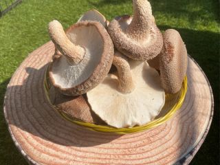 肉厚で香り豊かなしいたけを収穫してください(^^)/大きなしいたけを見つけられるかな??