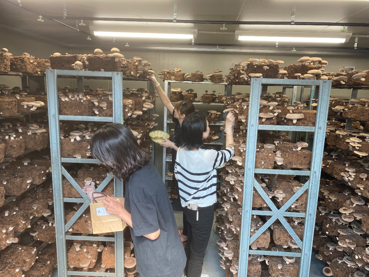 プリプリ肉厚しいたけ狩り風景です。涼しい施設内にてしいたけ狩りが楽しめます。