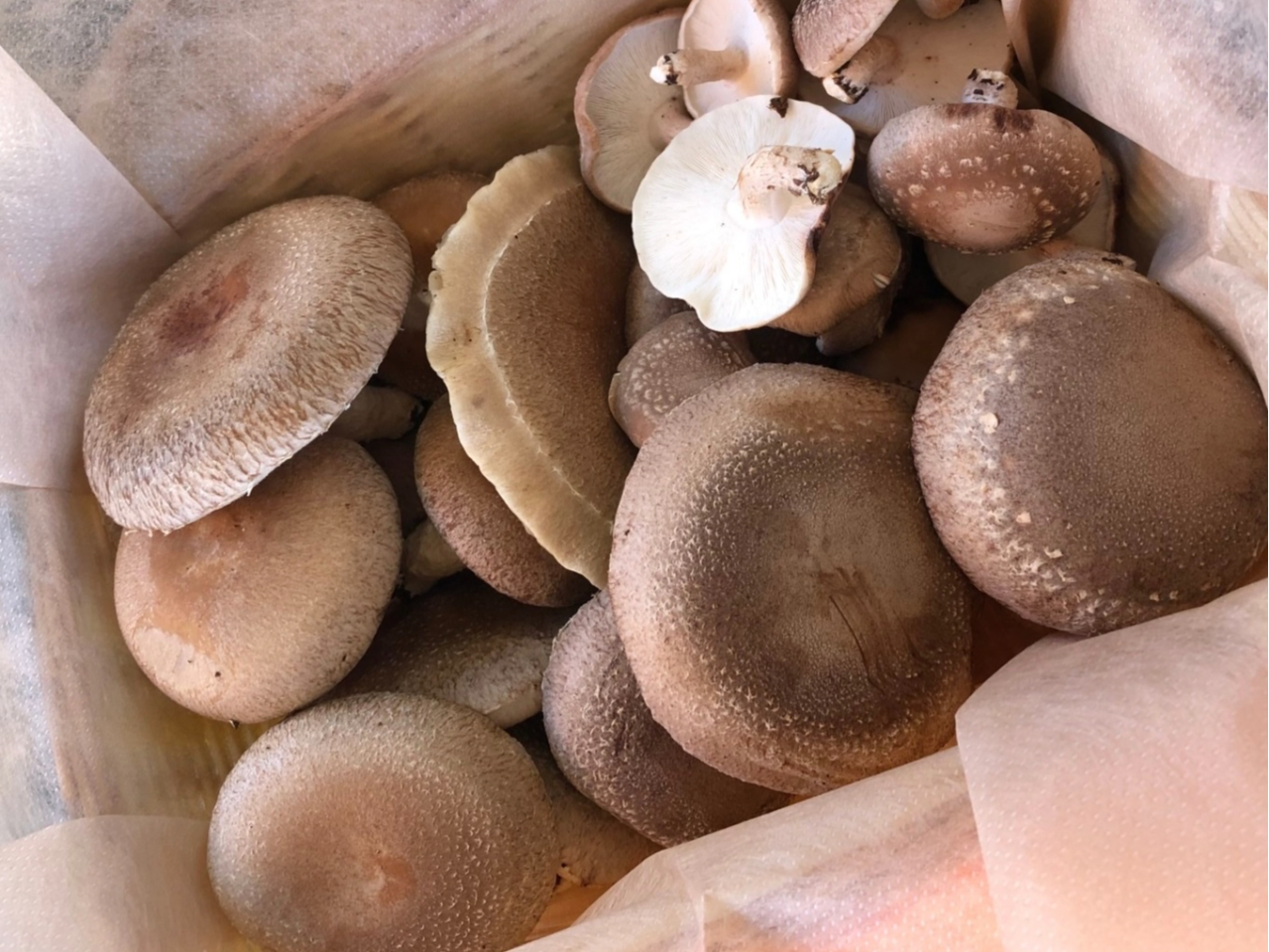 p̔łB؂ȕւ̑蕨ƂĂłH