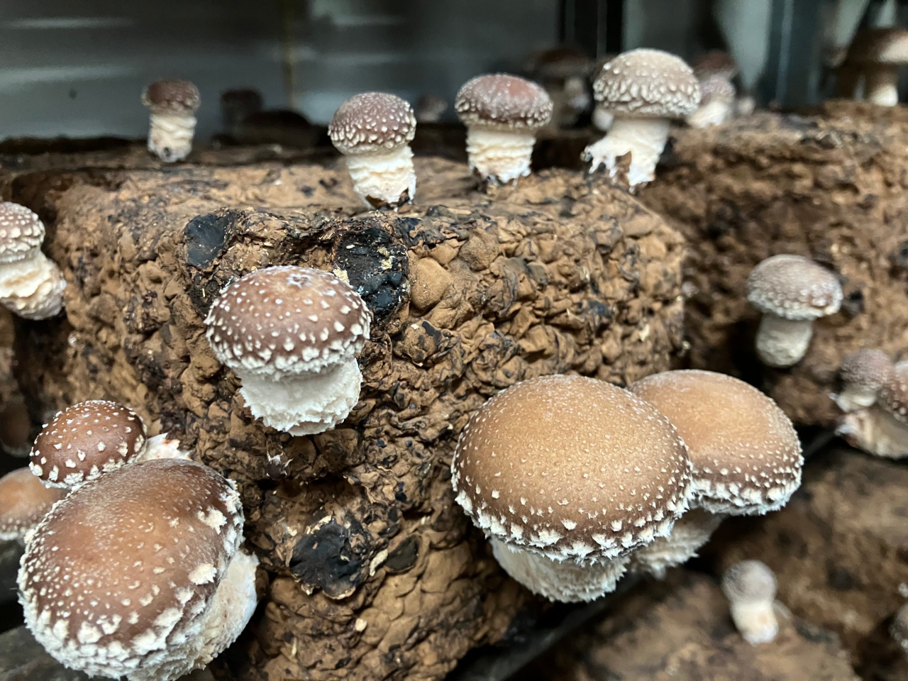 可愛いめかきも大人気♪