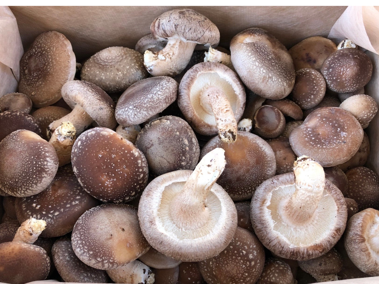 追加でしいたけ購入も可能です