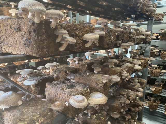 施設内の様子◆大きさも選んでしいたけ狩りを楽しんでください◆