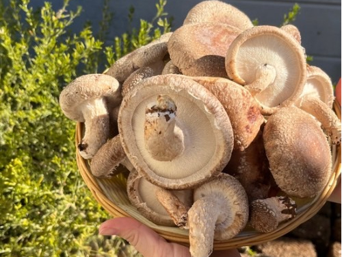 ̂ꂽĂ̂ՂՂ肵(*^-^*)