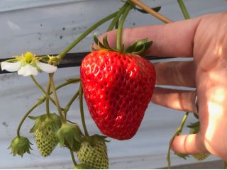 神奈川愛川町にで紅ほっぺいちごを作っているストロベリーハウスです^_^ 美味しい完熟紅ほっぺ、直売でも販売しております。