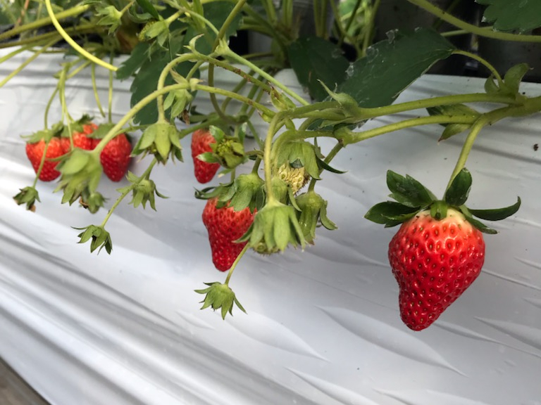 _ł́AN炢{݂OPEN܂A_͂葱đ13NBrɂ͎M܂B