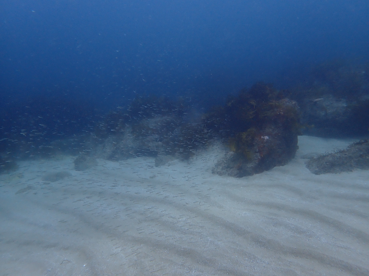 砂地が広がり、小魚も群れてます!?