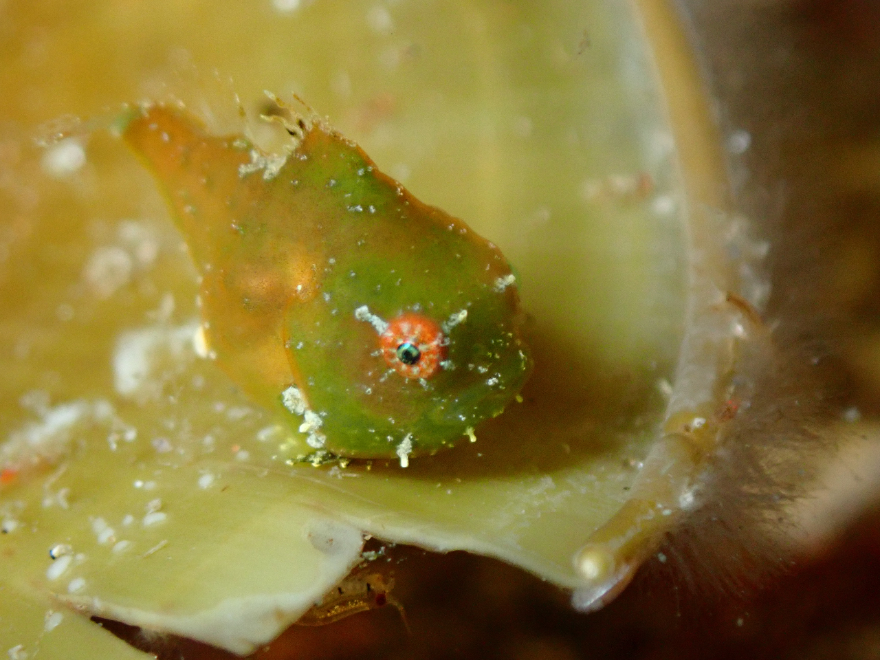 中京・関西方面からアクセス抜群!日帰り...
- 中京・関西エリアからのアクセス抜群な越前海岸は、四季折々の景観が見られます。春先に見られる生物と海中森林浴が楽しめる!この時期ならではの越前を楽しめます!
![【期間限定】越前海岸でファンダイビング![中京・関西方面からアクセス抜群!日帰り...